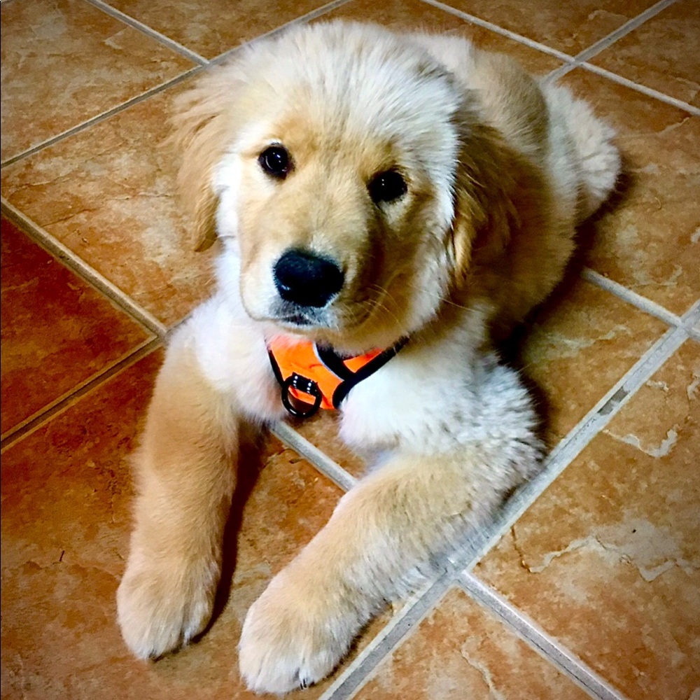 DOG HARNESS—SIZE SMALL